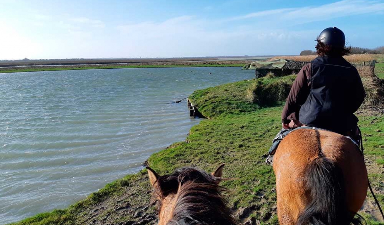 randonnée plage cheval